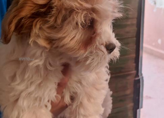 كلب بيشون الهافاني