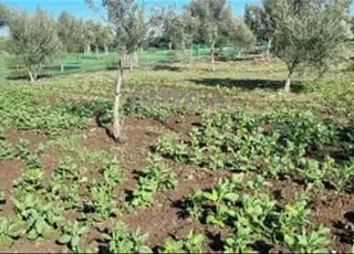 Terrain agricole titré 1.4 ha SIDI MEKKI berrechid