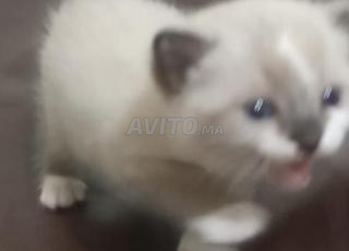 قطة من نوع بيرماني