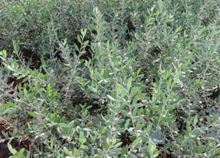 Menara olivier - Menara