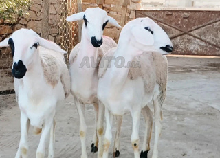 عندي 30 حولية صردية ضارة