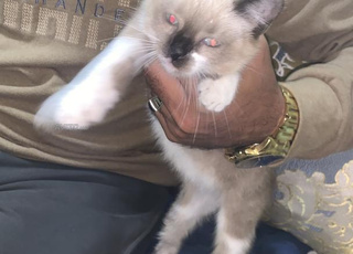 Petit chat siamois (SYAMO)