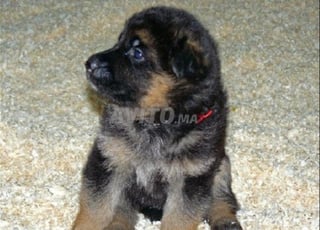 chiots berger allemand