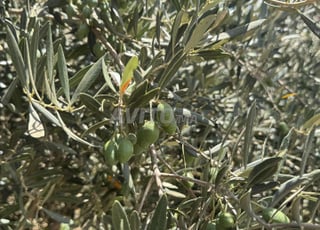 Jolie Ferme dans la province de Benslimane