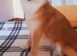 كلبتي للبيع