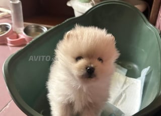 اثنان من سبيتز الرائعين للبيع بعمر شهرين