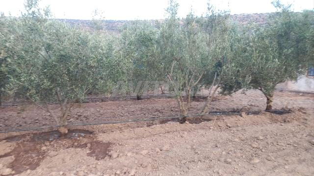 Ferme titrée 2,5Ha à 45 Km de Meknes - Addarouch - 2