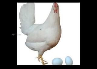 متوفر دجاج أزور الذي يبيض بيض أزرق