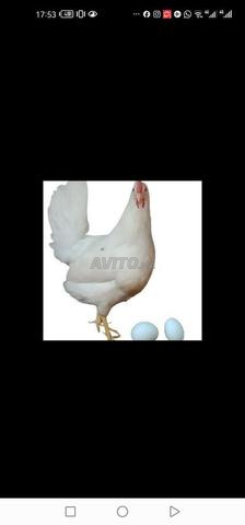 متوفر دجاج أزور الذي يبيض بيض أزرق