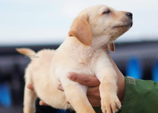 Chiots Labrador pedigree