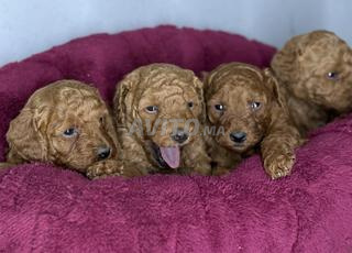 كلب صغير من نوع بودل توي