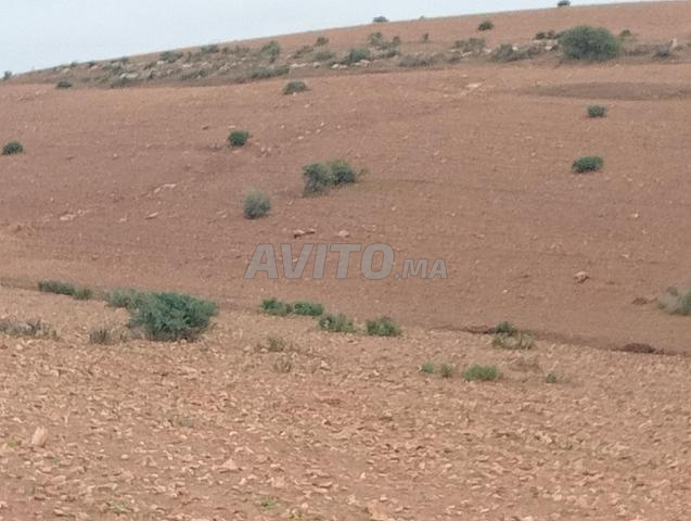 أرض فلاحية للكراء من أجل الرعي أو الزراعة