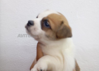 Chiot Jack Russel