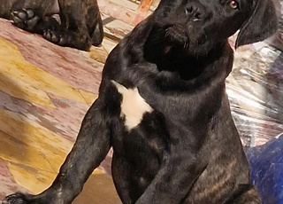 cane corso