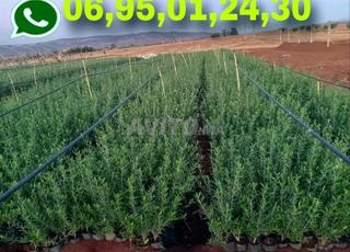 بيع أشجار الزيتون