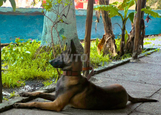 Malinois Femelle à Vendre –