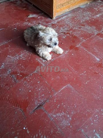 أنثى بيشون هافانيز عندها 3 أشهر