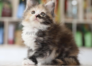 Chaton Maine coons pedigree wcf