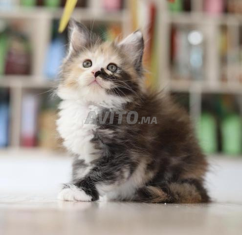 قطط شيراز ماين كون ذات سلالة نقية مع شجرة عائلية WCF