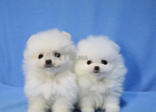 Male et femelle spitz pomeranian