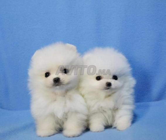 Male et femelle spitz pomeranian - 2