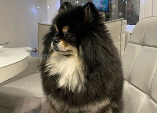 Spitz Pomeranian pure race importé de la Russie