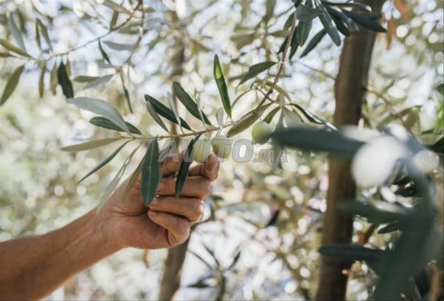 زيت الزيتون بلدي أصيلي | من إنتاج تعاونية فلاحية 🫒