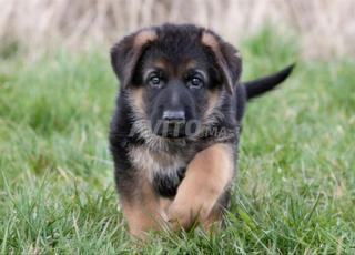 Joli bébé berger allemand