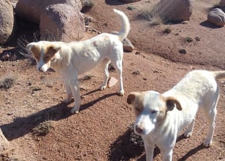 Chien et chienne à vendre