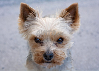 Chiot Yorkshire âgé de 6 mois