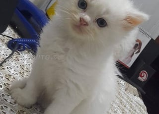 Chat Angora Turc yeux bleu