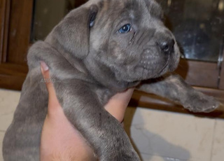 Chiots cane corso