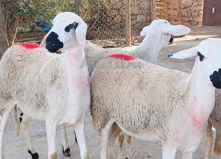 J'ai 30 moutons Sardi de bonne qualité à un prix raisonnable