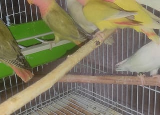 les inséparables rose طيور الروز