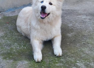 Beaux chiens de bonne race