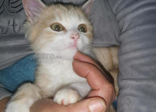 pour adopter un chat