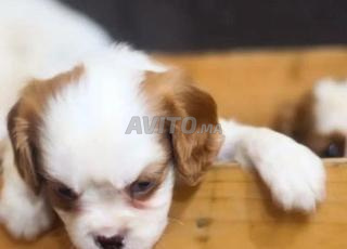 جرو فارس الملك تشارلز