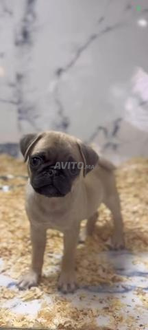 جرو كلب سلوقي