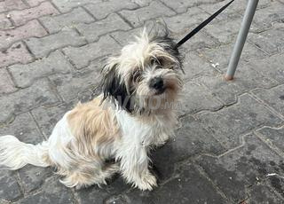 كانيش بيشون