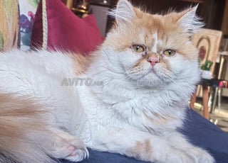 Vendre Chat Persan Race Pure