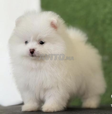 كلب صغير من نوع بوميرانيان