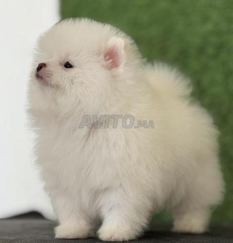 spitz nain loulou de poméranie - 2