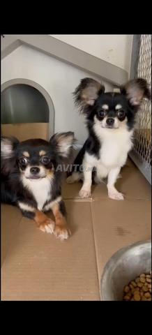 جراء صغيرة رائعة من نوع سبيتز وشيواوا