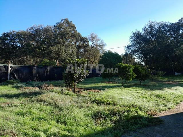 أرض فلاحية للبيع