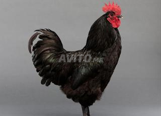 Oeufs fécondés d'Australorp noir de race pure