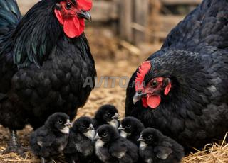 Oeufs fécondés de poulet Australorp noir de race pure