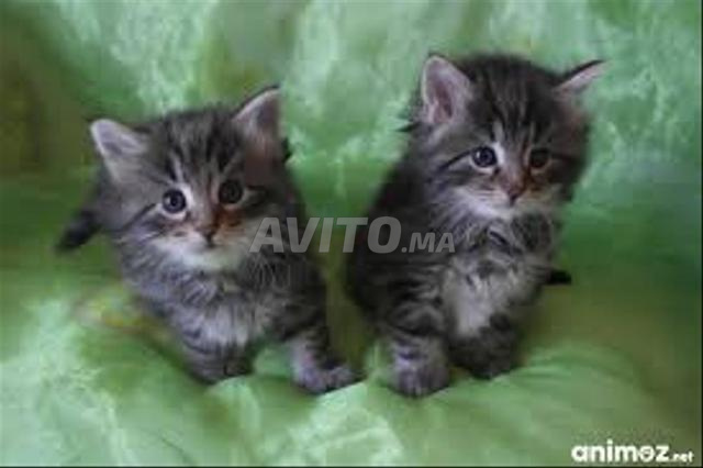 Chat race Norvège poil long bébé