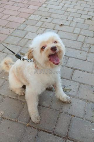 بيشون هافانيز للتنازل