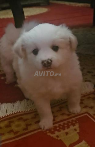 chiots spytz/caniche havanais