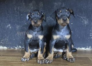 doberman chiots